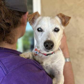 Rescue Chihuahua Dogs for Adoption in Ramona, California - Acorn | PetCurious