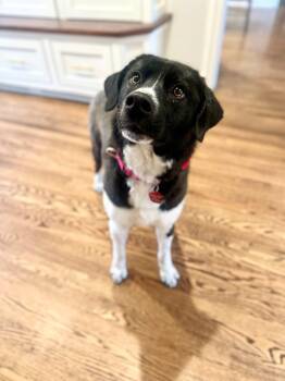 Rescue Great Pyrenees and Border Collie Dogs for Adoption in Branford, Connecticut - MOLLY | PetCurious