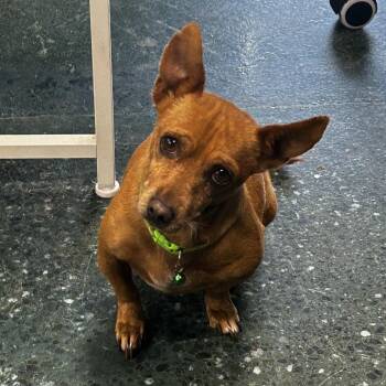 Luma -  Chihuahua Dog for Adoption in St. Augustine, Florida - Luma | PetCurious