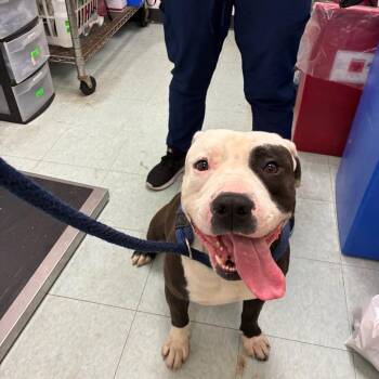 Rex -  Mixed Breed Dog for Adoption in Philadelphia, Pennsylvania - Rex | PetCurious