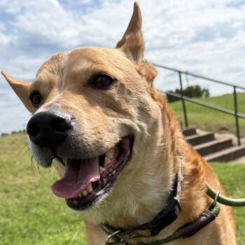 Shepherd Dogs Available for Adoption in Tulsa, Oklahoma - Clifford | PetCurious
