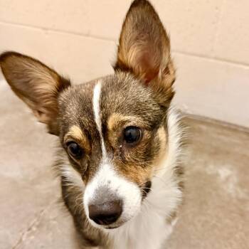 Tootsie -  Corgi and Mixed Breed Dog for Adoption in Newberg, Oregon - Tootsie | PetCurious