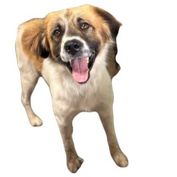 Anika -  Great Pyrenees Dog for Adoption in Red Bluff, California - Anika | PetCurious