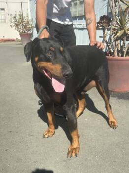 Rescue Doberman Pinscher Dogs for Adoption in Vallejo, California - General | PetCurious