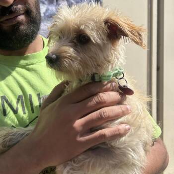NAOMI -  Terrier and Mixed Breed Dog for Adoption in Richmond, California - NAOMI | PetCurious
