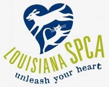 Pit Bull Terrier and Mixed Breed Dogs Available for Adoption - Halo | PetCurious