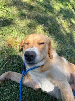 Golden Retriever and Mixed Breed Dogs Available for Adoption in Metter, Georgia - Sambia | PetCurious