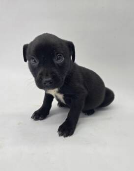 Rescue Labrador Retriever and Chihuahua Dogs for Adoption in Morton Grove, Illinois - Harper | PetCurious
