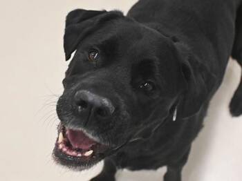 Labrador Retriever and Rottweiler Dogs Available for Adoption in Portland, Oregon - Lexi | PetCurious