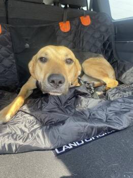 Rescue Mixed Breed Dogs for Adoption in Dallas, Texas - GRACE | PetCurious