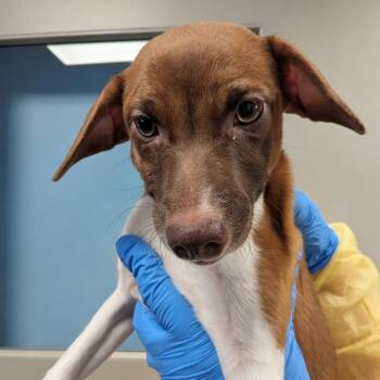 Jack Russell Terrier Dogs Available for Adoption in Chesapeake, Virginia - Mia FKA Lady Marmalade | PetCurious