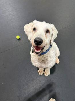 Komondor Dogs Available for Adoption in Columbia, Missouri - Lazlo | PetCurious