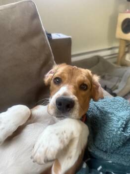Beagle Dogs Available for Adoption in Fort Collins, Colorado - Gibs | PetCurious