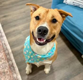 Labrador Retriever and American Staffordshire Terrier Dogs Available for Adoption - Woody Von Waggle Tail | PetCurious