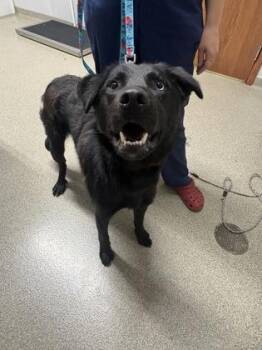 Spot -  Labrador Retriever and Siberian Husky Dog for Adoption in Pequot Lakes, Minnesota - Spot | PetCurious