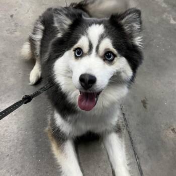 Pomeranian and Husky Dogs Available for Adoption in Tampa, Florida - Winter | PetCurious