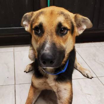 Rescue German Shepherd Dog and Mixed Breed Dogs for Adoption in Laredo, Texas - Tex | PetCurious