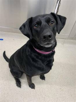 Labrador Retriever and Mixed Breed Dogs Available for Adoption in Fairbanks, Alaska - KILI | PetCurious