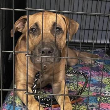Hank -  Rhodesian Ridgeback and Mixed Breed Dog for Adoption in Port Charlotte, Florida - Hank | PetCurious