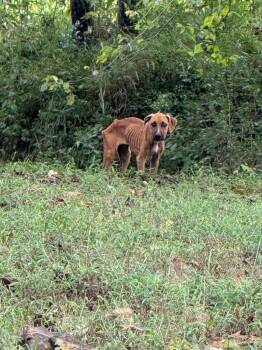 Rescue Mixed Breed Dogs for Adoption in Chickamauga, Georgia - Chevy-Adoptable Awaiting S/N | PetCurious