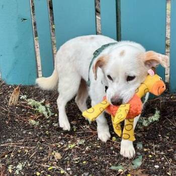 Chad -  Terrier Dog Available for Adoption in Pacific Grove, California - Chad | PetCurious