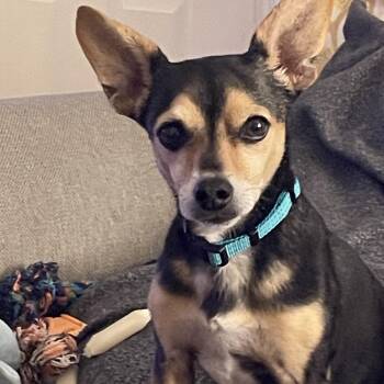 Chiweenie Dogs Available for Adoption in Temple, Texas - Jimmy | PetCurious