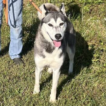 Rescue Husky Dogs for Adoption in Fairfax Station, Virginia - Hailey | PetCurious