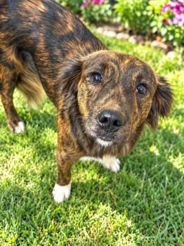 Honey -  Mixed Breed Dog for Adoption in St. Augustine, Florida - Honey | PetCurious