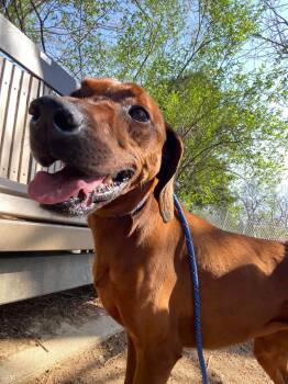 Opal -  Redbone Coonhound Dog for Adoption in Front Royal, Virginia - Opal | PetCurious