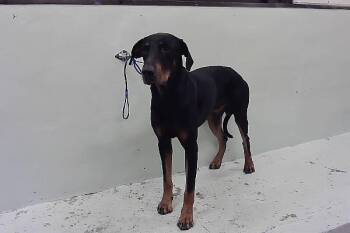 Rescue Doberman Pinscher and Mixed Breed Dogs for Adoption in Houston, Texas - ROCKY | PetCurious