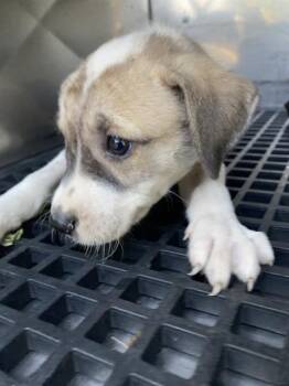 BLOSSOM -  Mixed Breed Dog for Adoption in Dallas, Texas - BLOSSOM | PetCurious