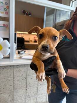Mixed Breed Dogs Available for Adoption in Bossier City, Louisiana - Piper | PetCurious