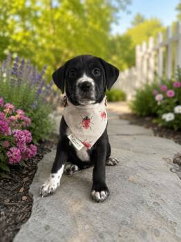 Bug -  Terrier Dog for Adoption - Bug | PetCurious