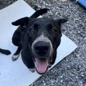 Dakota -  Black Labrador Retriever Dog for Adoption in Franklin, North Carolina - Dakota | PetCurious