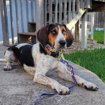 Blue -  Bluetick Coonhound Dog for Adoption in Austin, Texas - Blue | PetCurious
