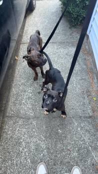 Bear and Daisy -  Boxer and Pit Bull Terrier Dog for Adoption in Clinton, Washington - Bear And Daisy | PetCurious