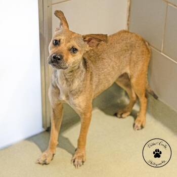 Chai -  Mixed Breed Dog for Adoption in Abilene, Texas - Chai | PetCurious