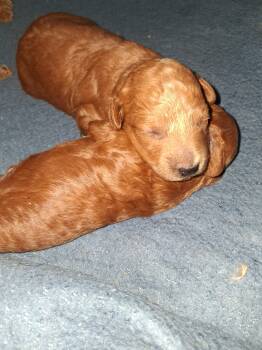 Sky -  Goldendoodle and Miniature Poodle Dog for Sale in New Rochelle, New York - Sky | PetCurious