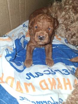 Sky -  Miniature Poodle Dog for Sale in New Rochelle, New York - Sky | PetCurious