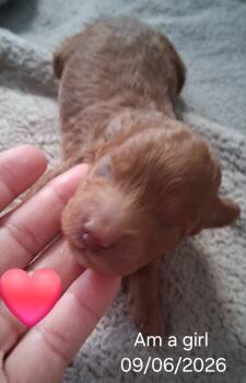Sky -  Goldendoodle and Miniature Poodle Dog for Sale in New Rochelle, New York - Sky | PetCurious