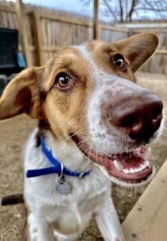 Alistair -  Australian Shepherd and Mixed Breed Dog for Adoption in Oxford, Michigan - Alistair | PetCurious