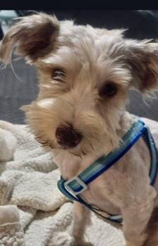 Jerry (in foster) -  Yorkshire Terrier Dog for Adoption in Lacon, Illinois - Jerry (in Foster) | PetCurious