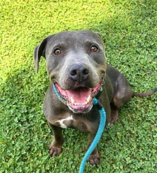 GUNTER -  Pit Bull Terrier Dog for Adoption in Sacramento, California - GUNTER | PetCurious