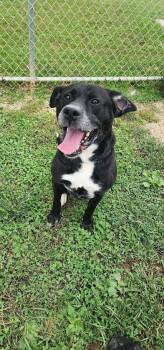 CROW 254-26 -  Rottweiler Dog for Adoption in Cambridge, Ohio - CROW 254-26 | PetCurious