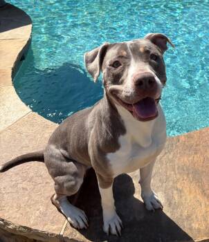 American Staffordshire Terrier Dogs Available for Adoption in Lavon, Texas - Princess Girl | PetCurious