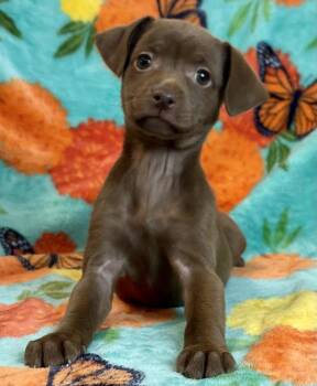 Banana Split -  Chihuahua Dog for Adoption in Jamestown, California - Banana Split | PetCurious