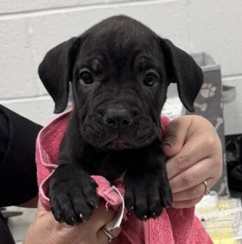 Romina -  Mastiff and Mixed Breed Dog for Adoption in Kansas City, Missouri - Romina | PetCurious