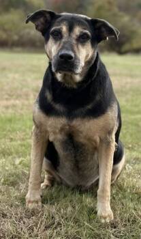 Rescue German Shepherd Dog Dogs for Adoption in Pottsville, Pennsylvania - Nola | PetCurious