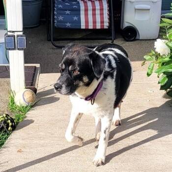 Rescue Mixed Breed and Hound Dogs for Adoption in Washington, Pennsylvania - Penny | PetCurious