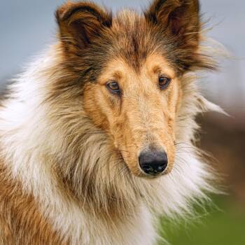 Pearl -  Collie Dog for Adoption in Clarinda, Iowa - Pearl | PetCurious